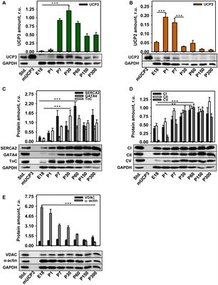 The Expression of Uncoupling Protein 3 Coincides With the Fatty Acid Oxidation Type of Metabolism in Adult Murine Heart